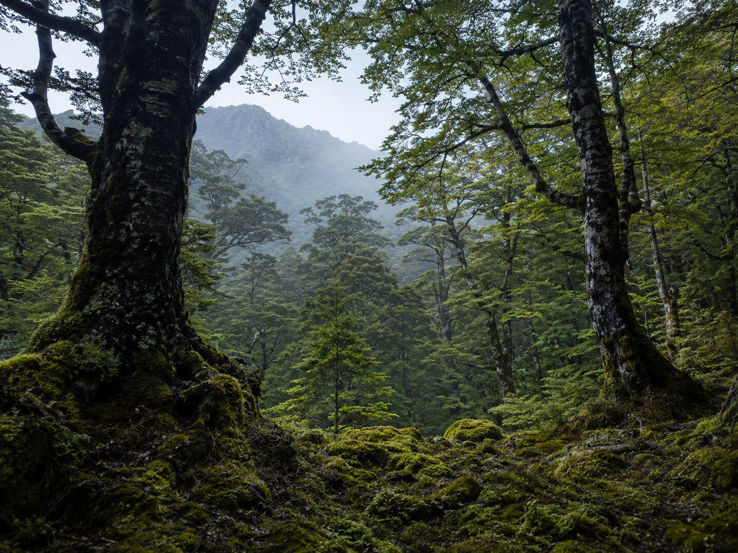 Native forest landscape