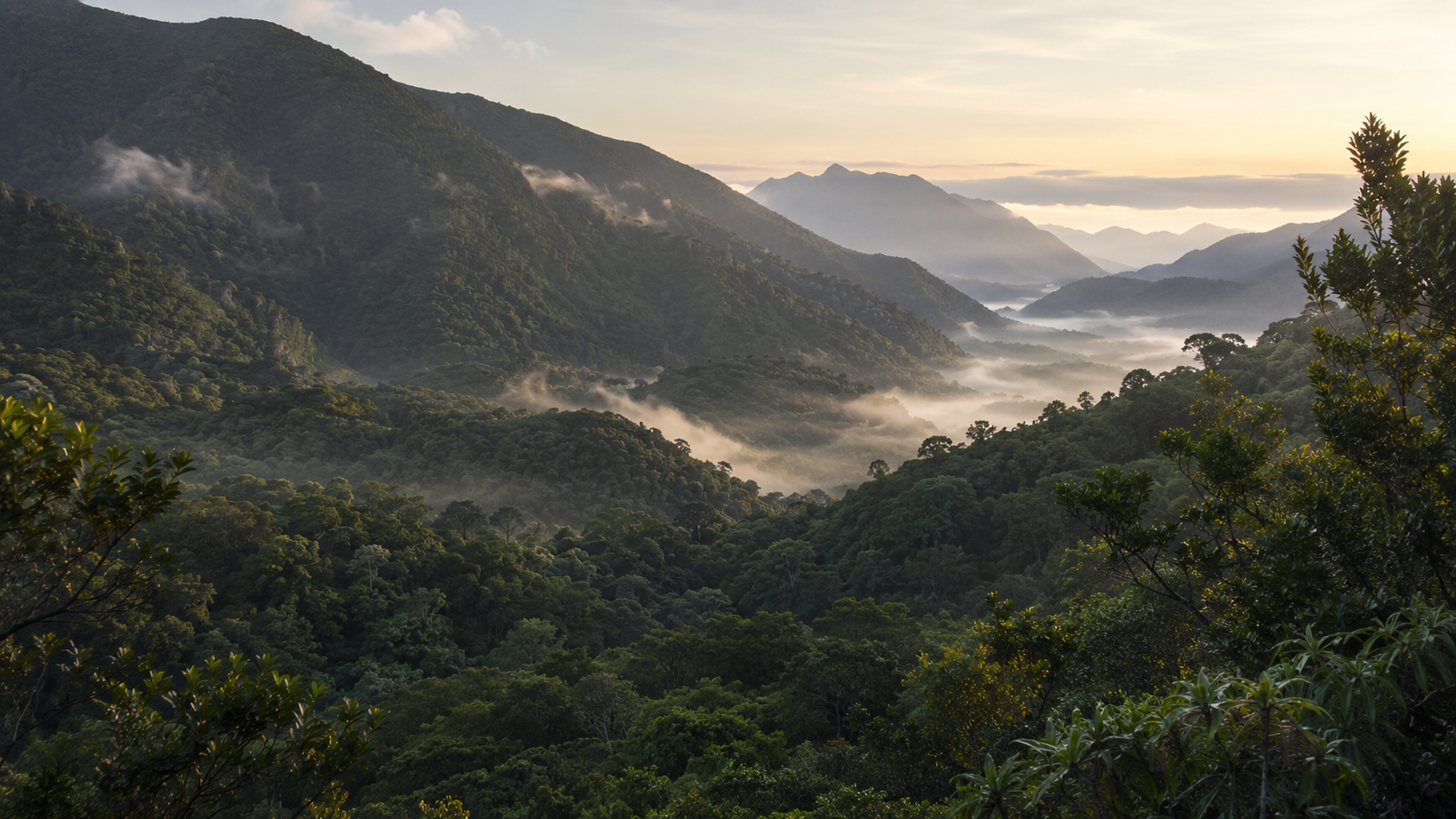Misty native forest valley