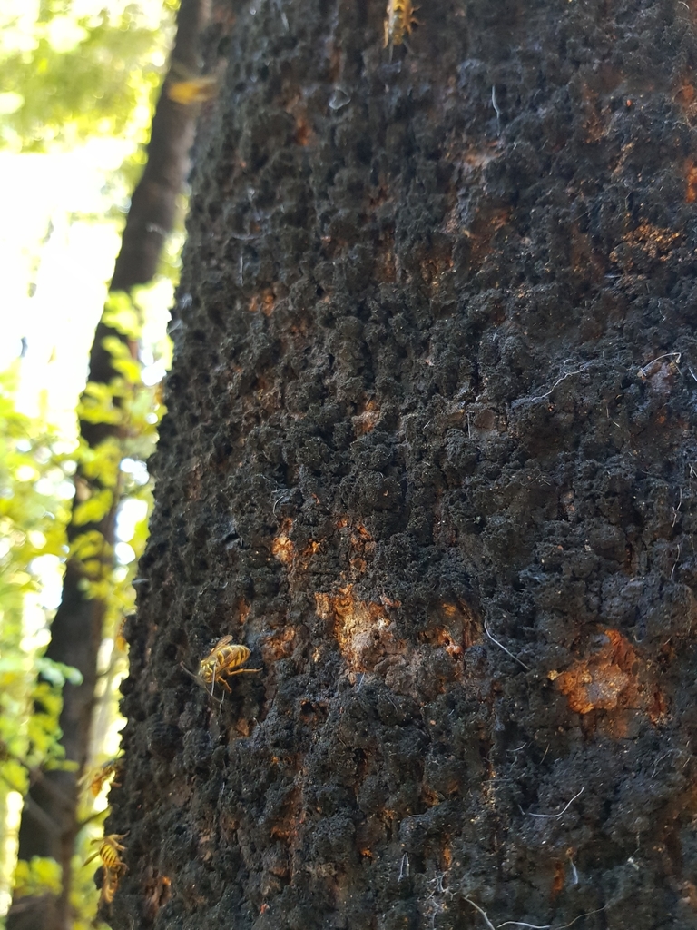 Black beech bark showing the honeydew scale relationship