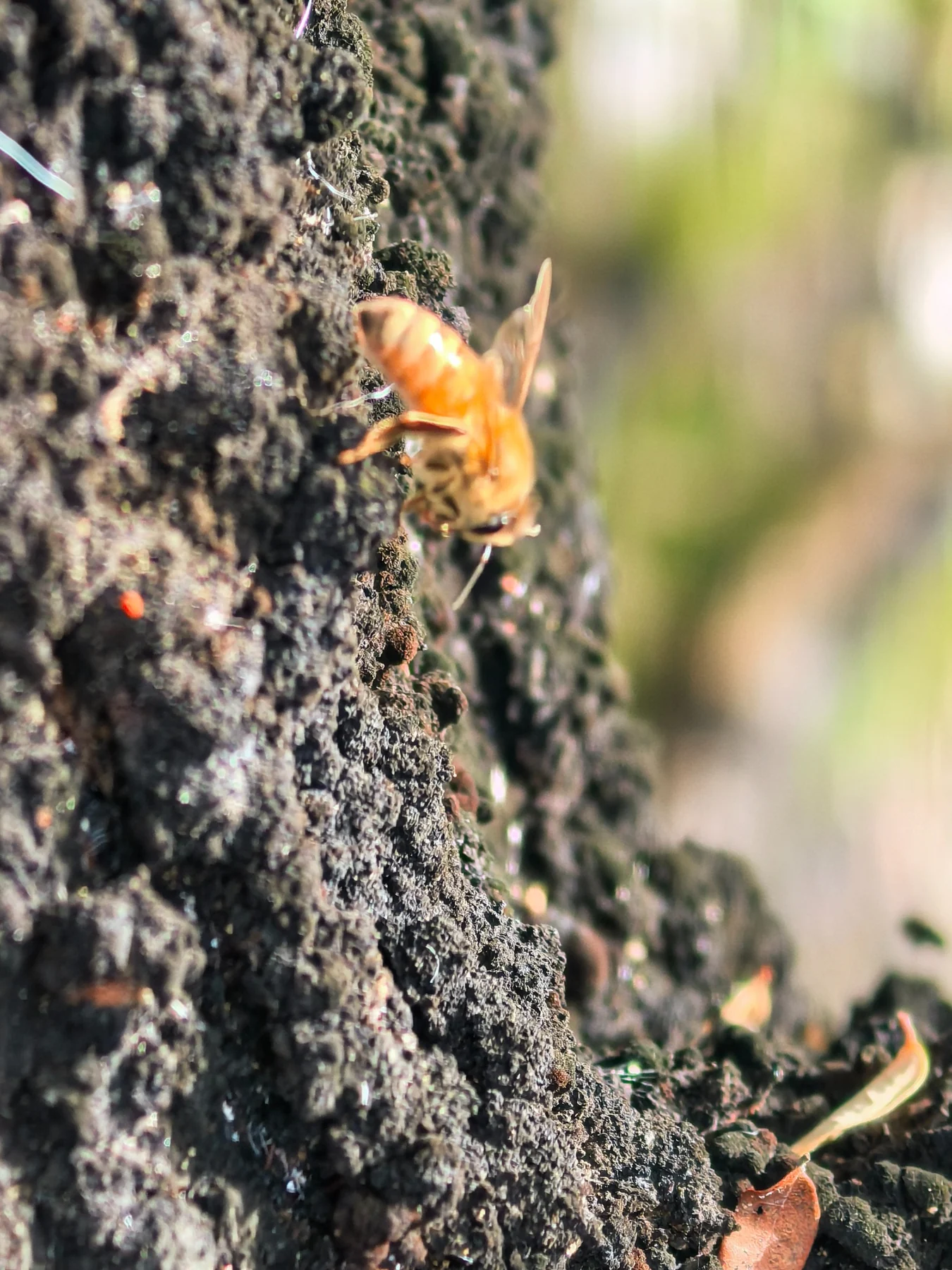 Bee gathering from black beech bark