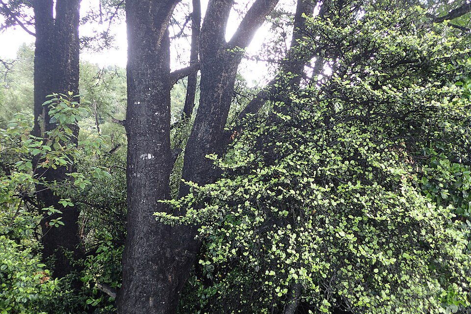 Black beech forest landscape