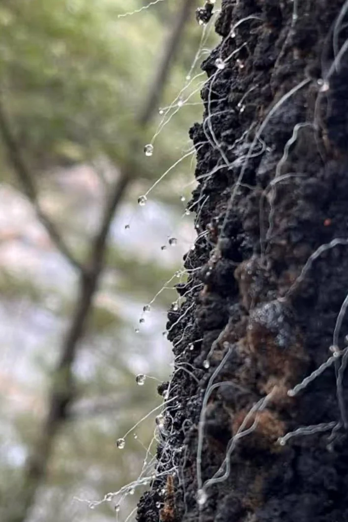 Honeydew droplets on black beech bark